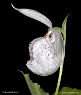 Cypripedium formosanum
